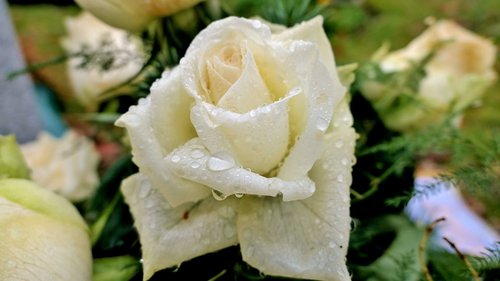 rose  rose bloom  blossom