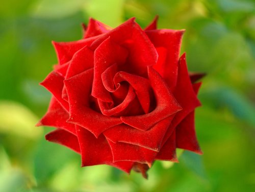 rose  velvet  red