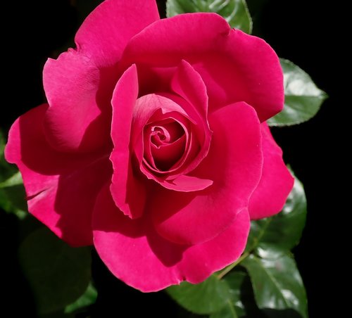 rose  flower  fragrance