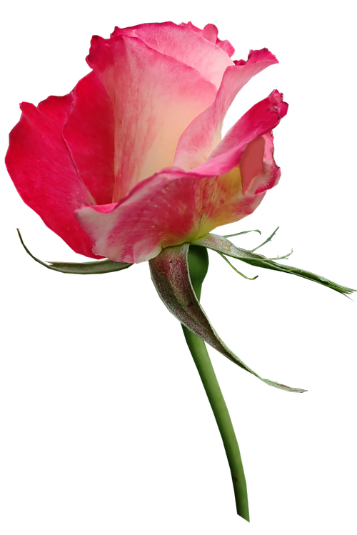 rose  bud  fragrant