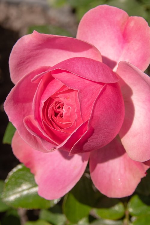 rose  pink  flower