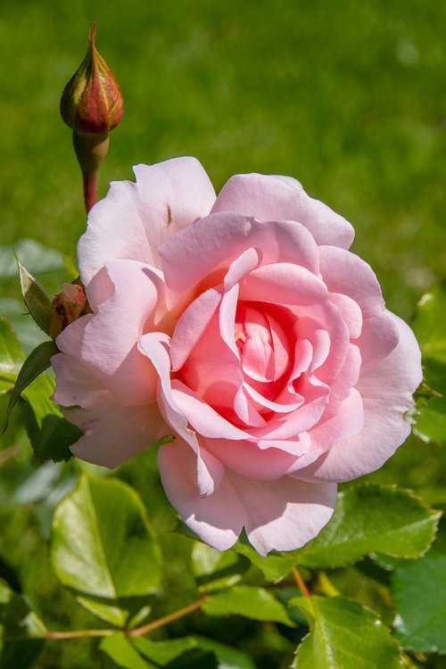 rose  bud  flower