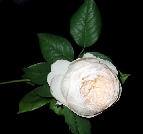rose  white  flower