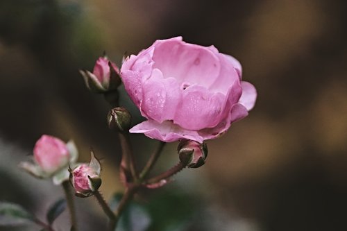 rose  pink  bud