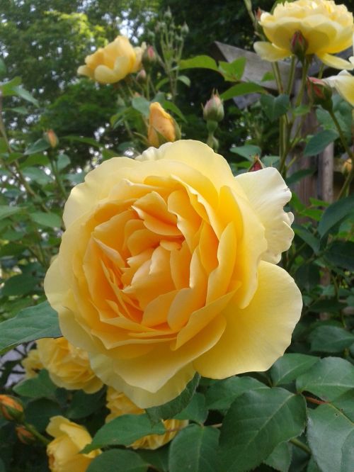 rose yellow fragrance