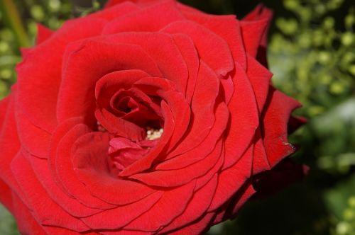 rose red rose close