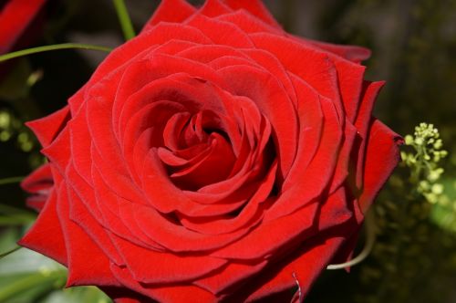 rose red rose close