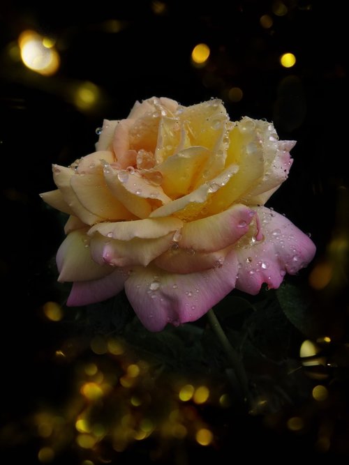 rose  yellow  rose charm