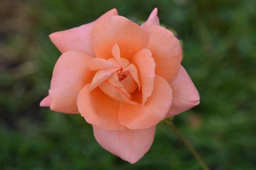 rose flower nature