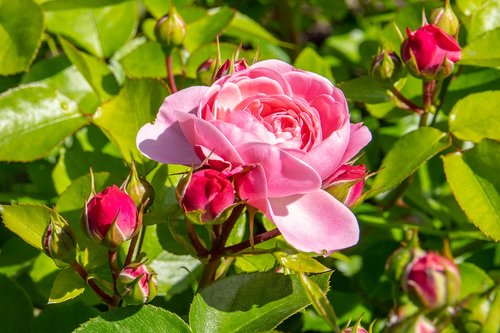 rose  garden  roses