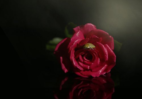 rose  beetle  beautiful