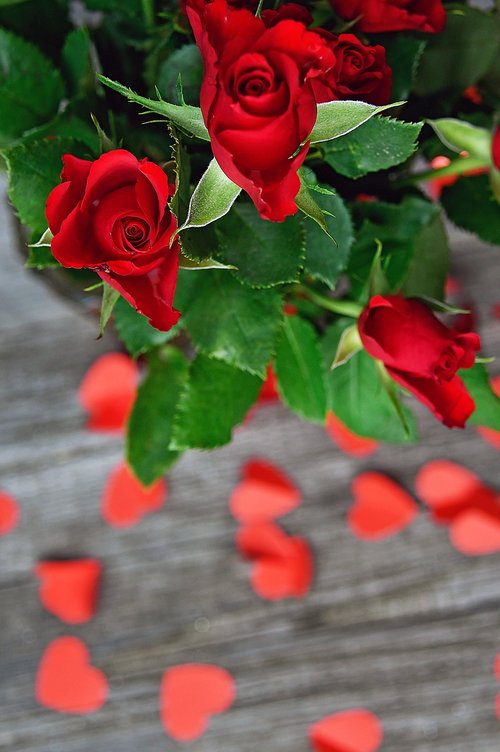 rose  valentine's  valentine's day