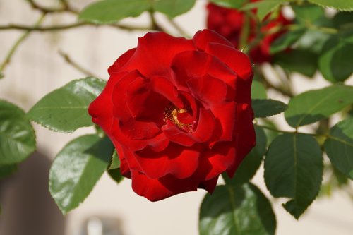 rose  red  blossom