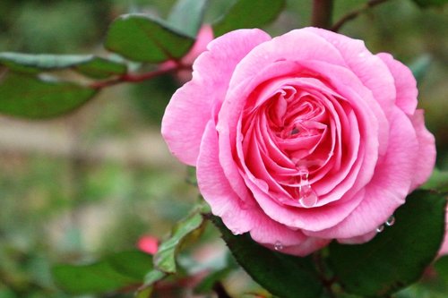 rose  bloom  garden