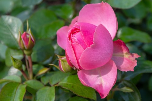 rose  bud  open