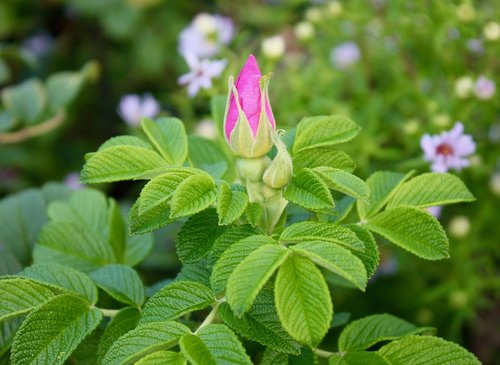 rose  rosebud  rugosa rose