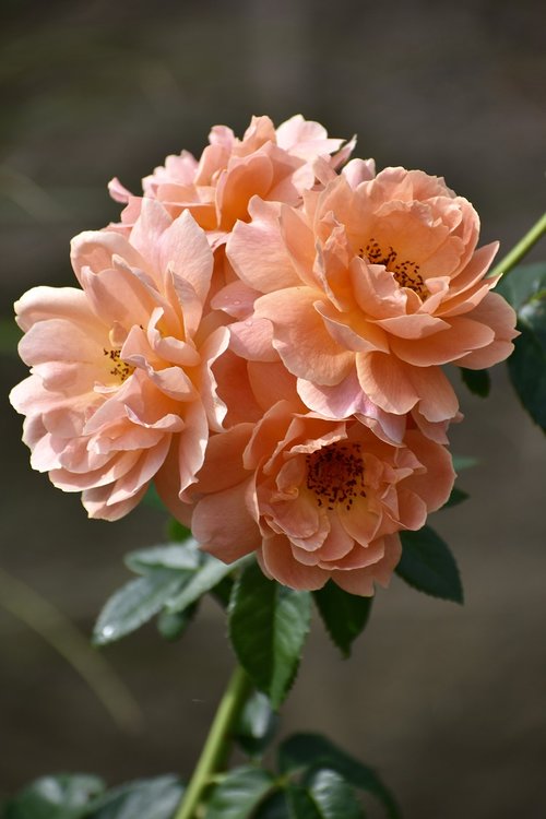 rose  peach  flower