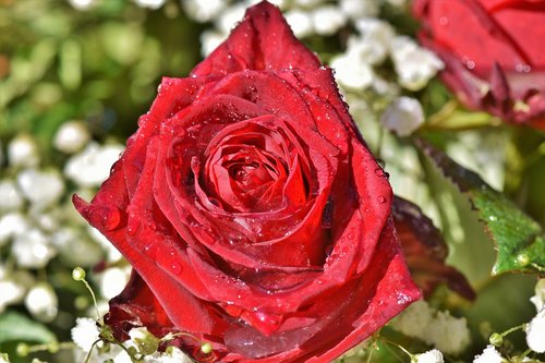 rose  rose bloom  floribunda