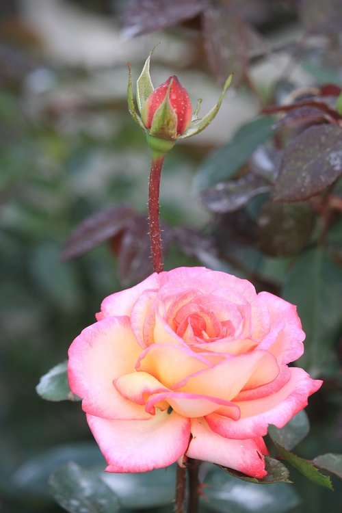 rose  flower  roses