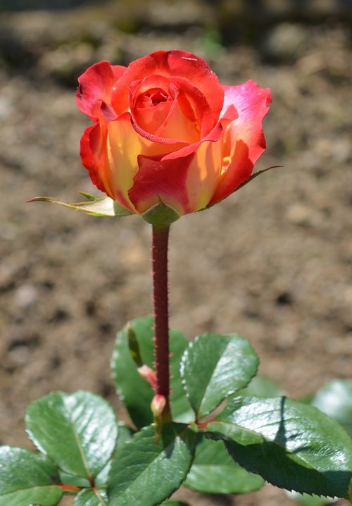 rose  garden  flower