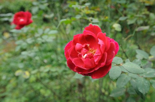 rose  flower  background