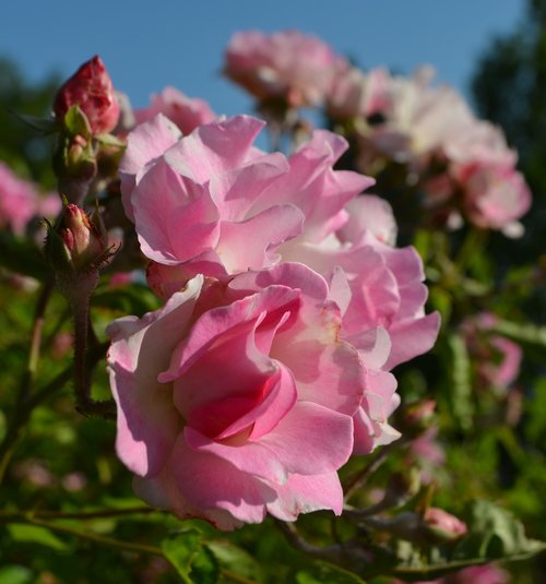 rose  flower  beauty