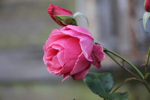 rose  pink  flower