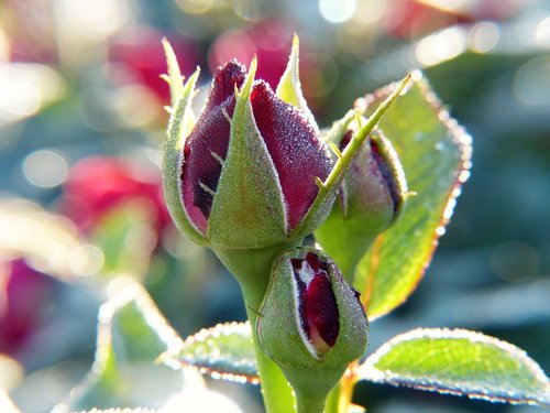 rose  bud  rose bloom