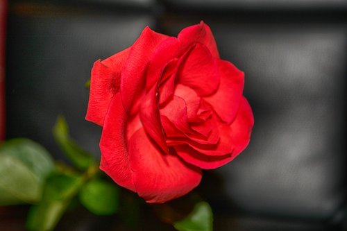 rose  red rose  close up