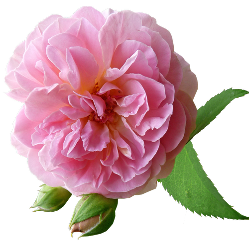 rose  pink  fragrant