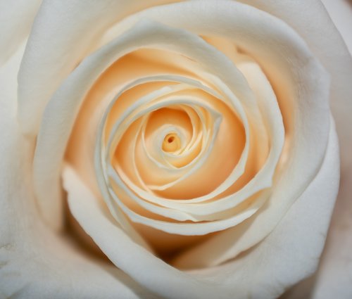 rose  white  flower