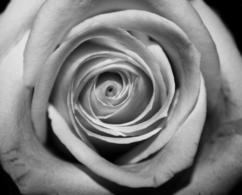 rose  closeup  black and white