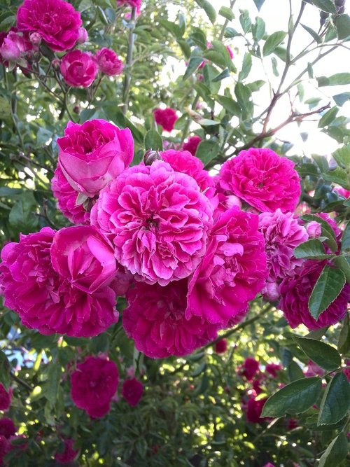 rose  nature  flower