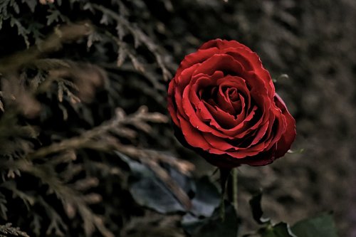 rose  flower  red