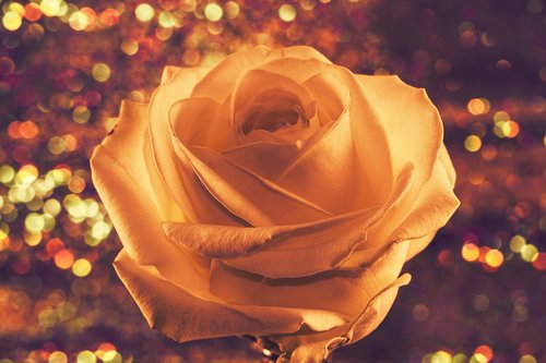 rose  flower  love