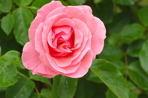 rose  pink  flower