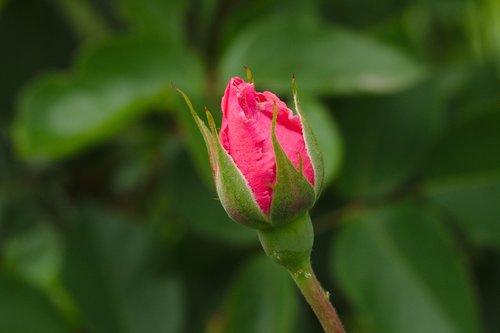 rose  freshman  pink