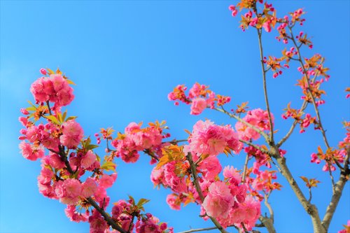 rose  flower  nature