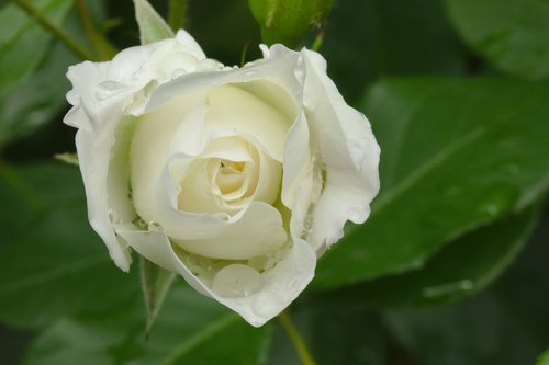 rose  white  nature