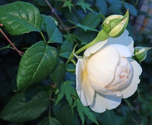 rose  flower  perfume