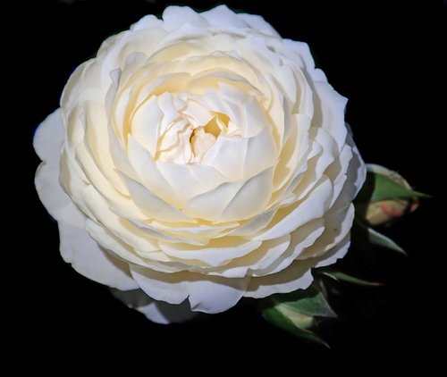 rose  white  flower