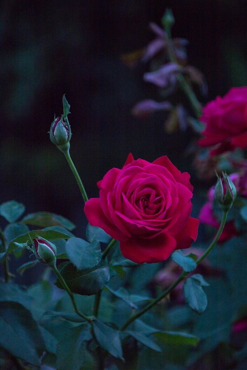 rose  garden  flower