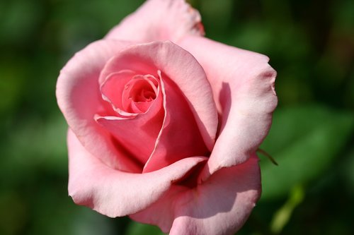 rose  close up  pink