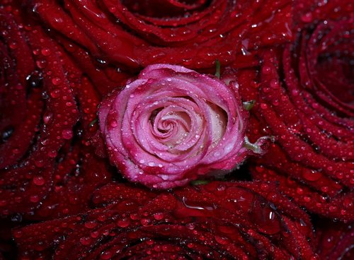rose  red  pink