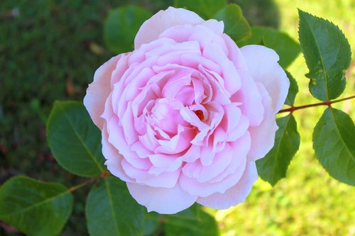 rose  flower  petal
