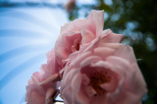 rose  pink  flower