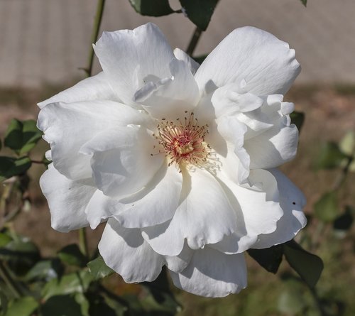 rose  flower  white