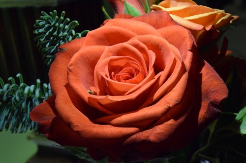 rose  orange rose  orange