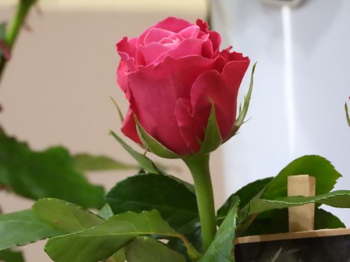 rose  pink  flower