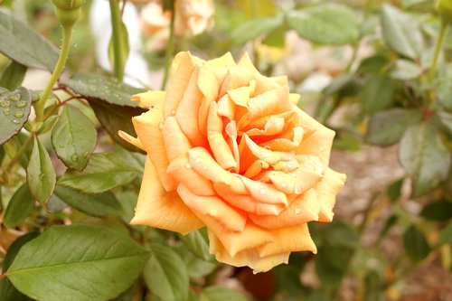 rose  park  garden